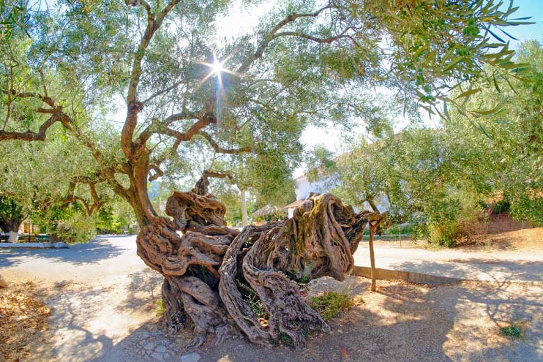 Gnarly 2,000-year-old olive tree