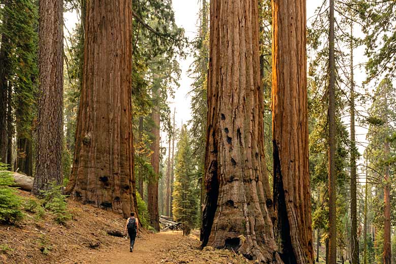 Giant Sequoia trees in Yosemite National Park