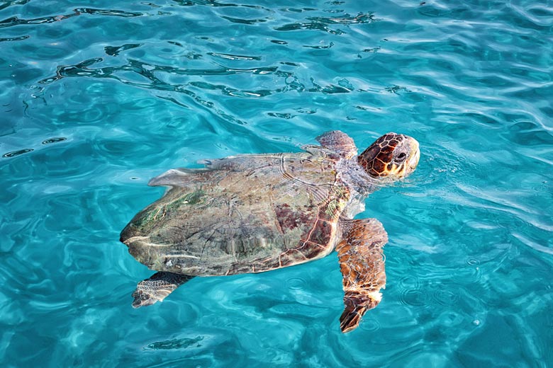 Look out for loggerhead turtles