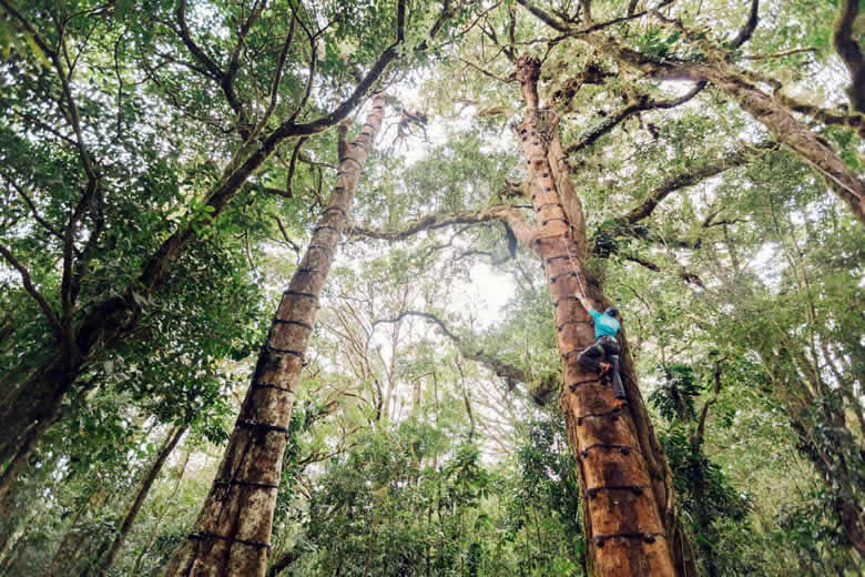 Getting to grips with tree climbing